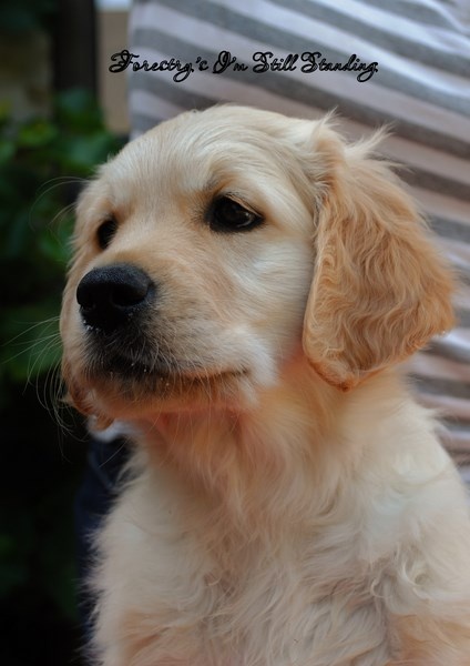 Forestry's - Golden Retriever - Portée née le 26/06/2013