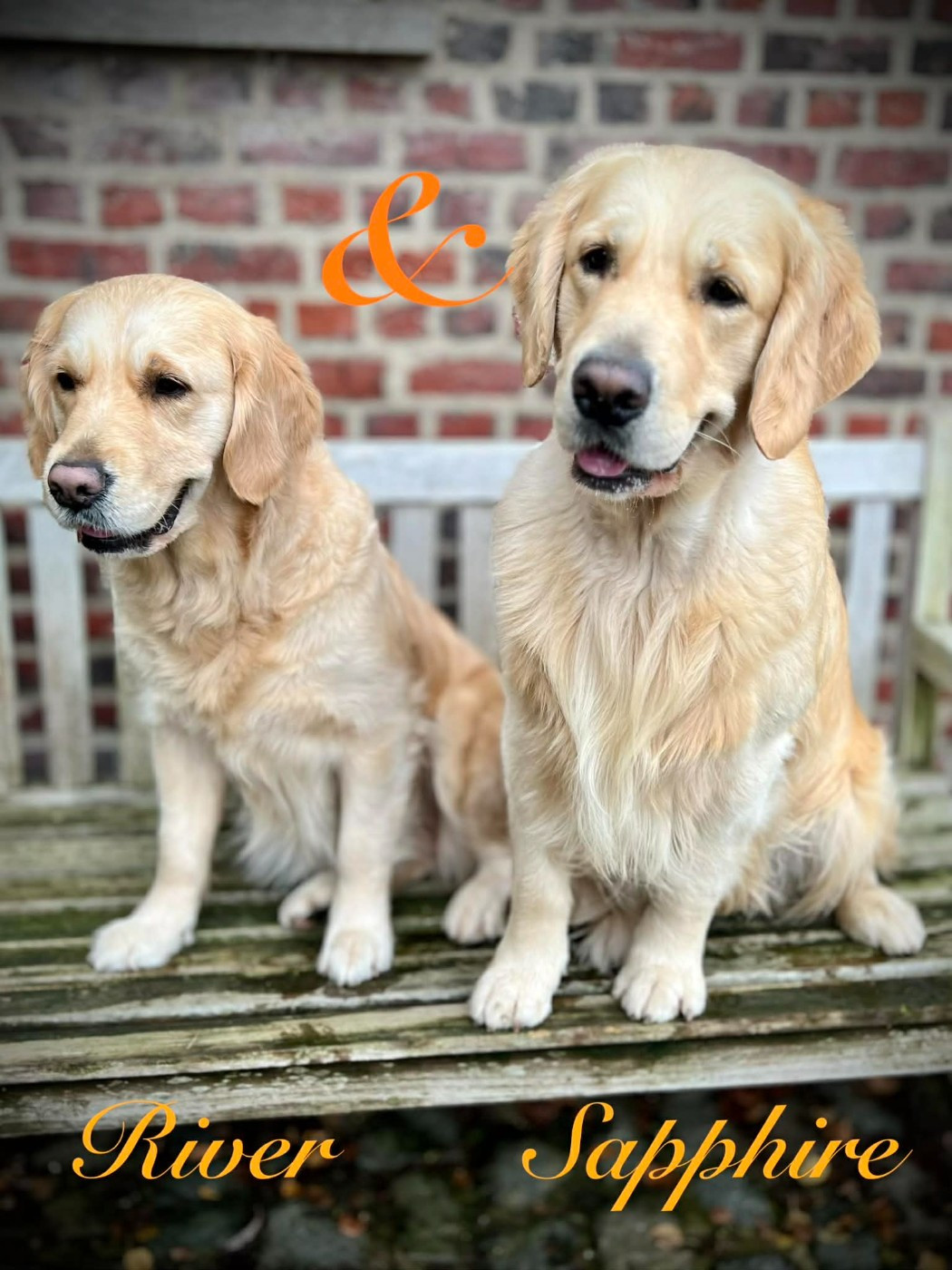 Nouvelle portée à l'élevage Forestry's!!!