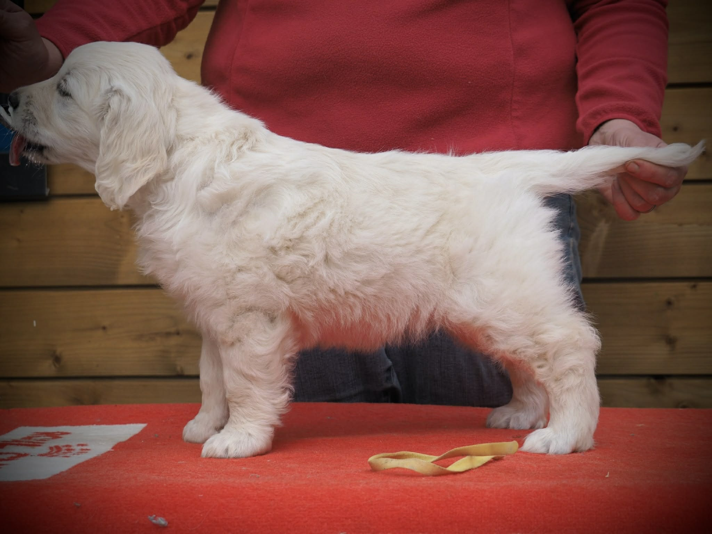 Forestry's - Chiots disponibles - Golden Retriever